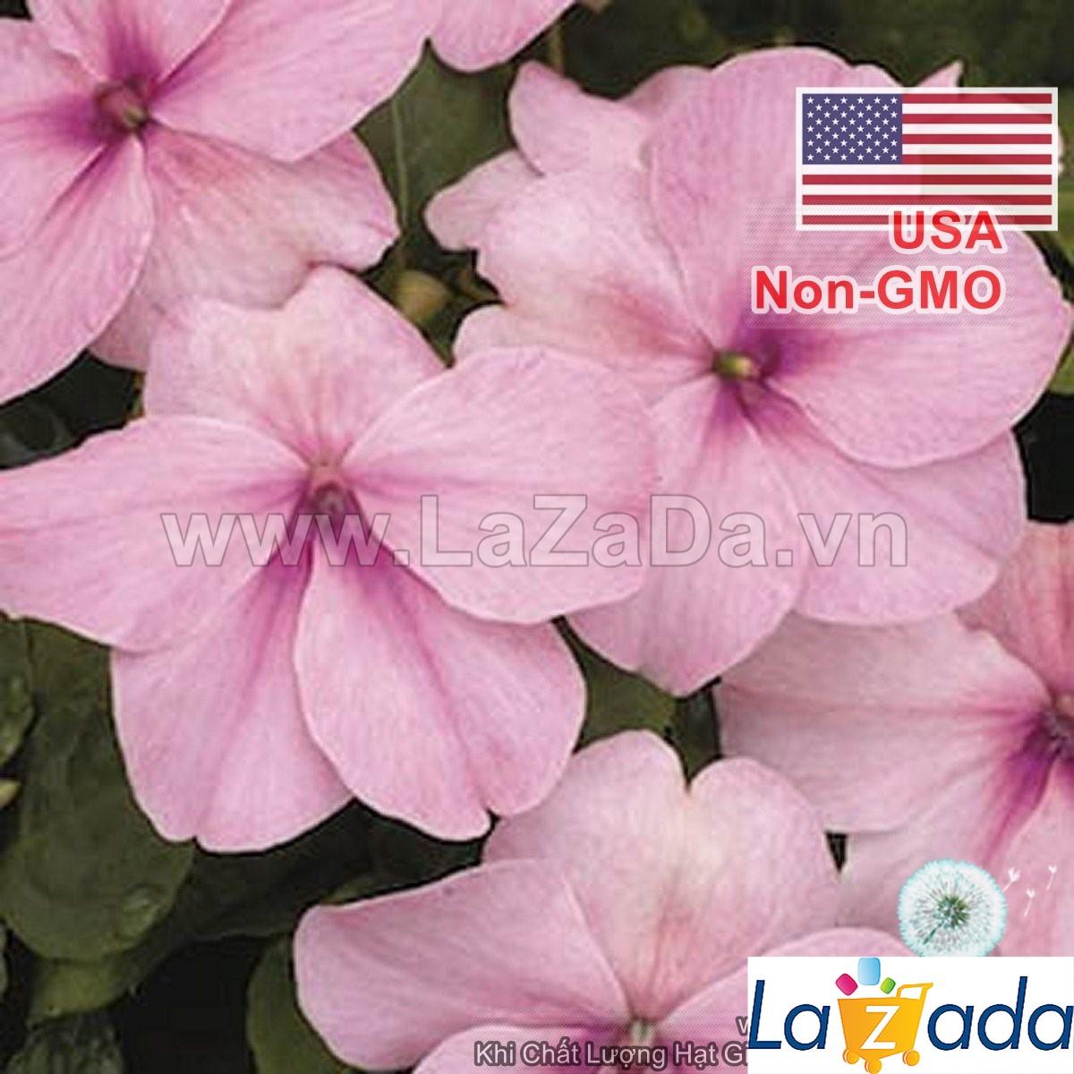 50h Hạt Giống Hoa Ngọc Thảo Mai Địa Thảo Hồng (TLB4| -KD: B22*V11*M239)