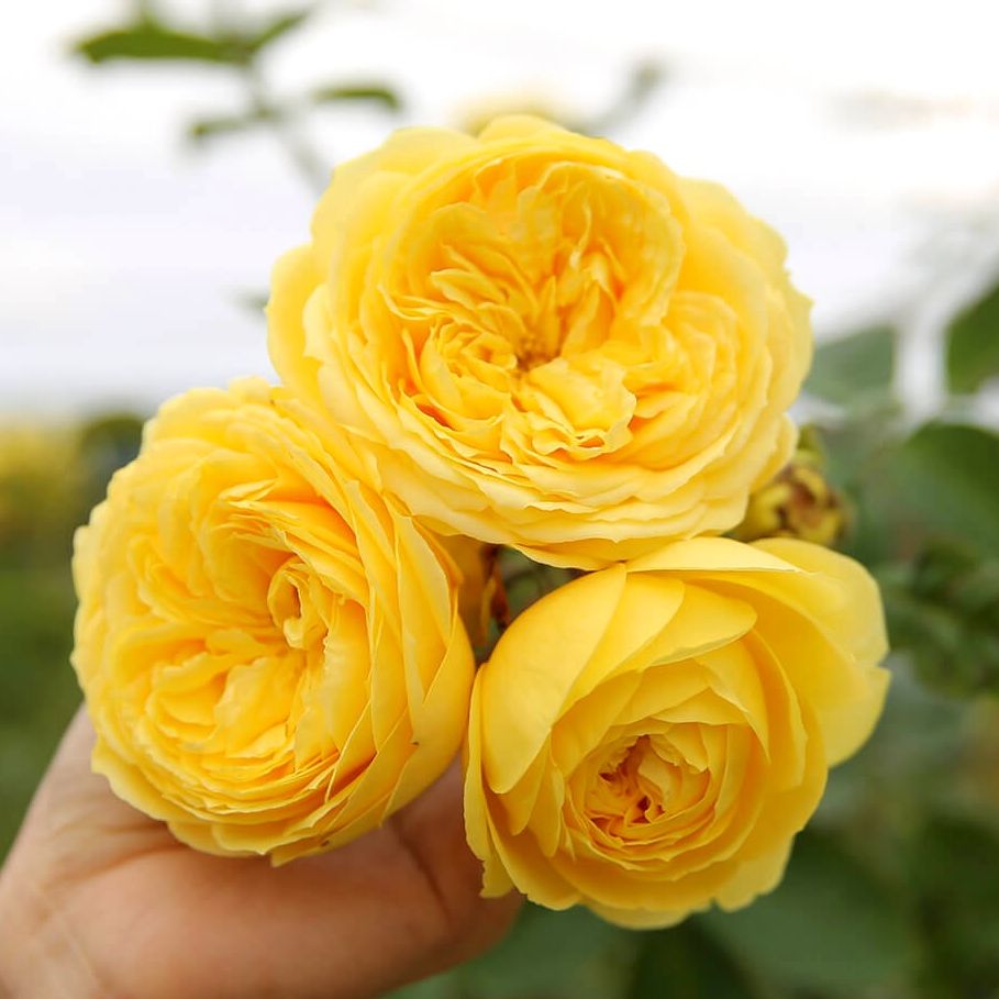 Hoa hồng Catalina Rose màu vàng - hoa chùm, hồng bụi