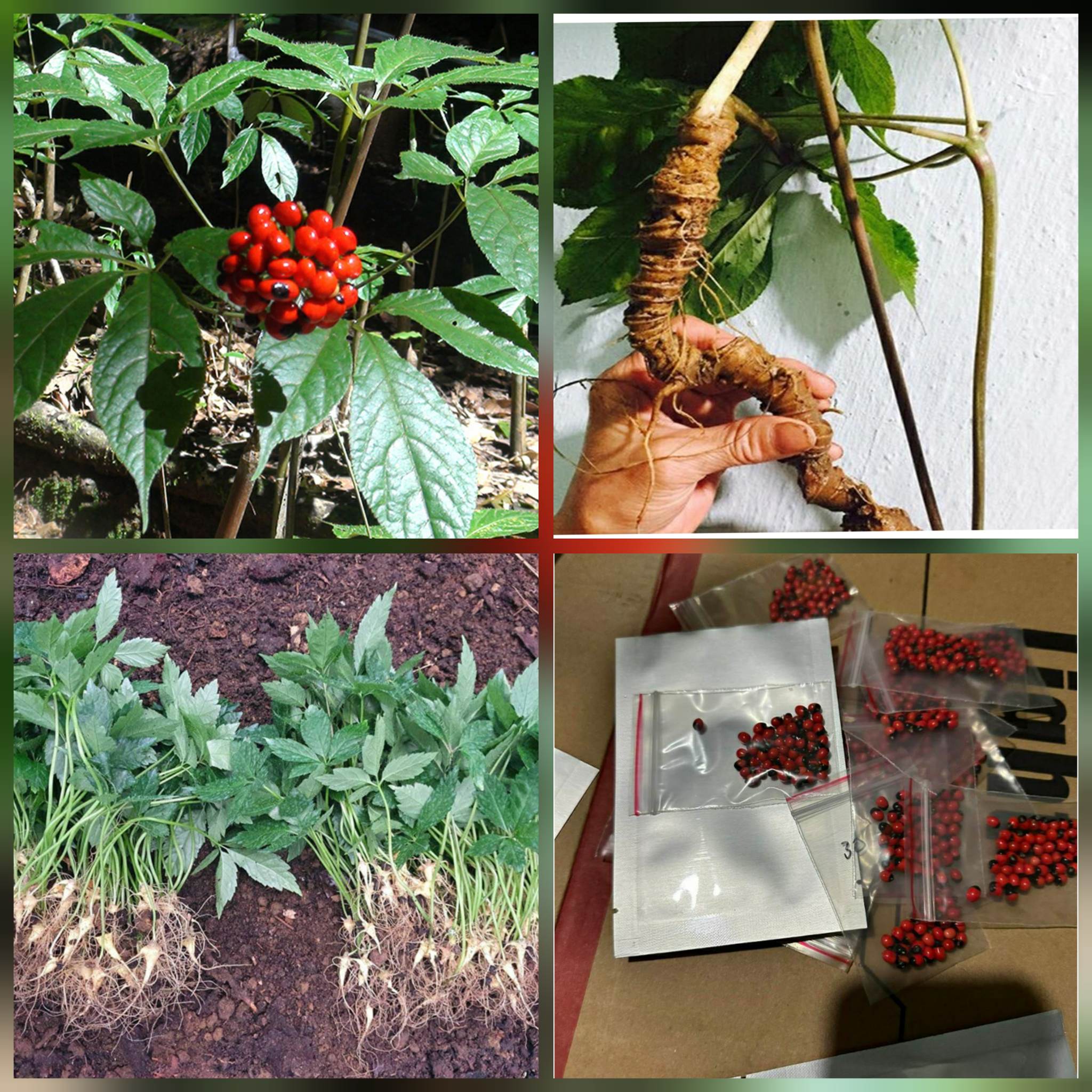 Hạt giống sâm ngọc linh