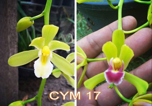 Kiếm cặp lai cym 17
