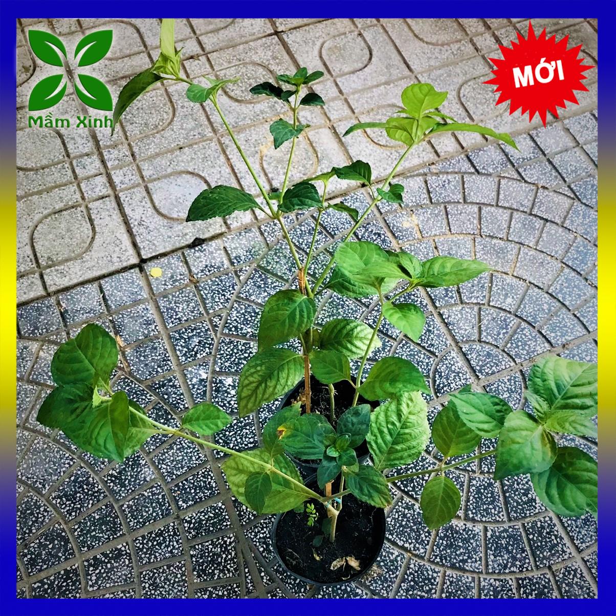 Cây trà tiên cao 40-50cm nhiều nhánh rất thơm mầm xinh