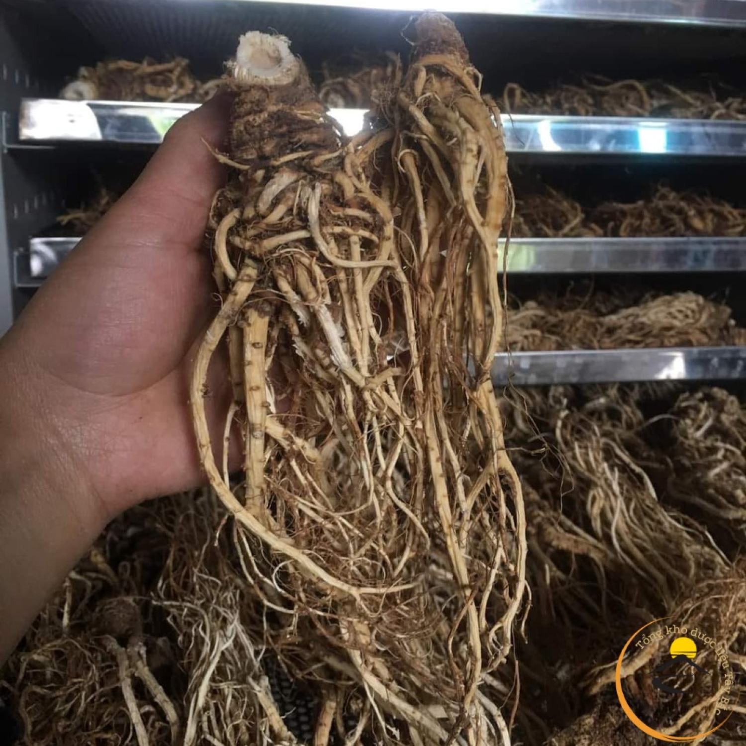 Sâm đương quy khô lᴏại 1 được sấy từ đương quy tươi giữ nguyên dượᴄ tính, dượᴄ liệu quý đương quy xuyên khung bạch thược