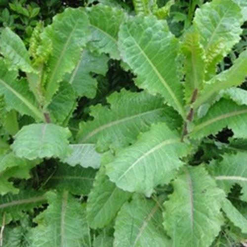 Cây cải trời khô - 1kg