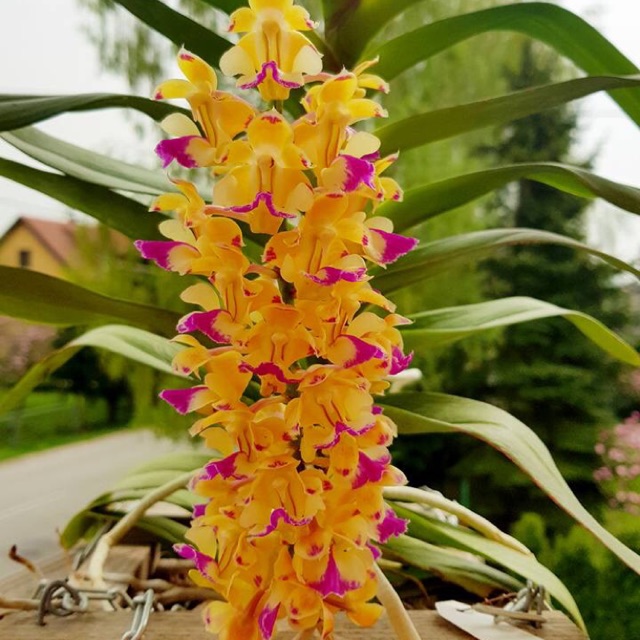 Hoàng nhạn tháng 4