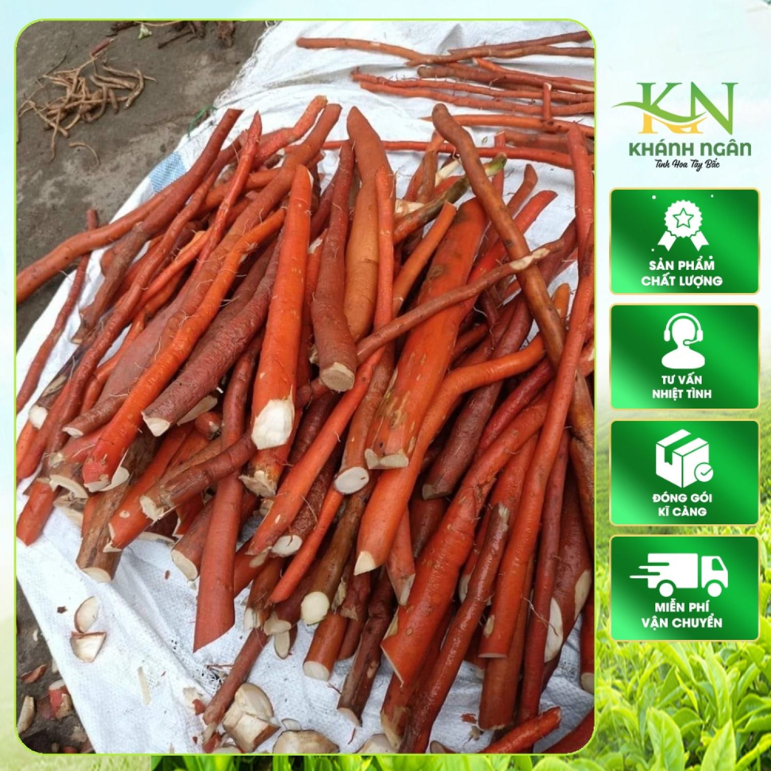 Sâm cau đỏ tươi khai thác tự nhiên rừng Tây Bắc. Dược liệu quý sâm cau đỏ ngâm rượu, phơi khô sắc nước giúp bổ thận tráng dương, cường gân cốt, giảm tê mỏi tay chân