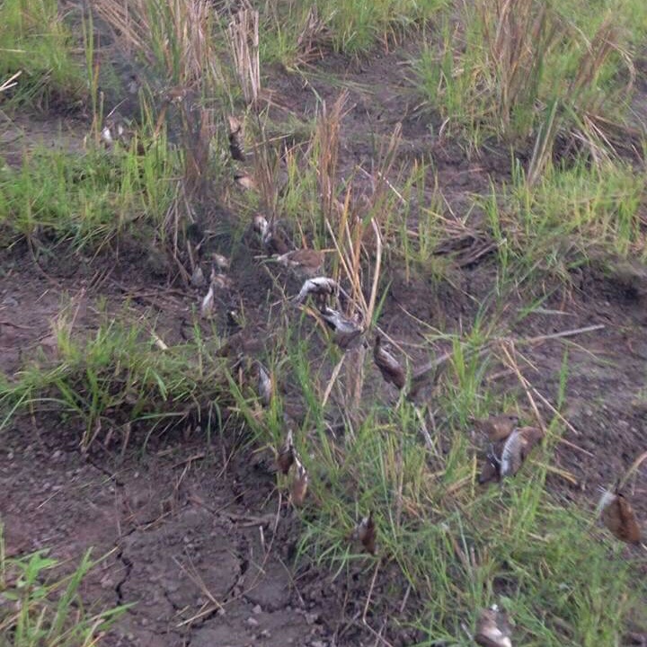 60m lưới mắt 3p cao 5m 5 dây 4 túi bẫy các loại chim như: ri, sẻ, sâu, khuyên , mi , khuu.....lưới bẫy chim tàng hình cước thái lan soi 15 bao chuẩn