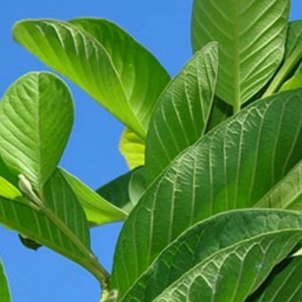 1 Kg Lá ổi tươi