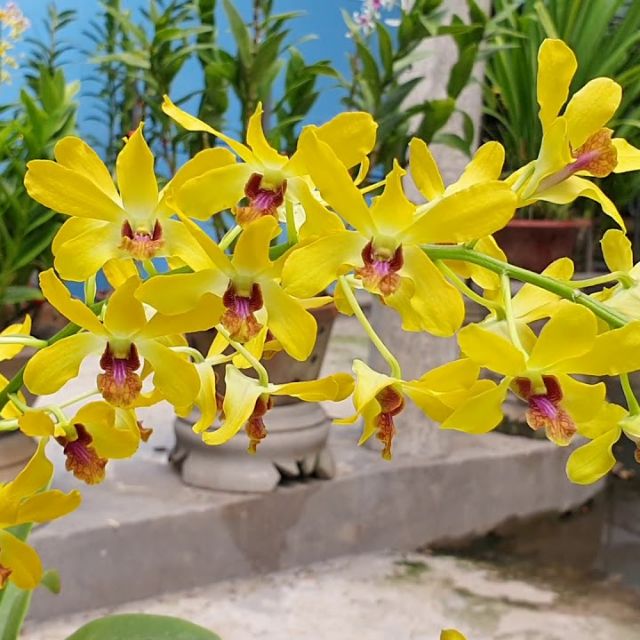 Cây lan Dendro nắng thơm Pensoda - Hàng cây tơ sắp hoa