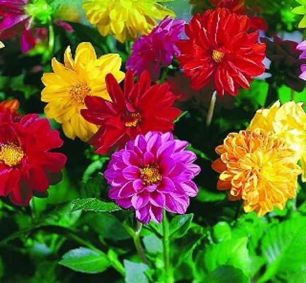 [ SP Mới Về] - Hạt giống hoa thược dược kép