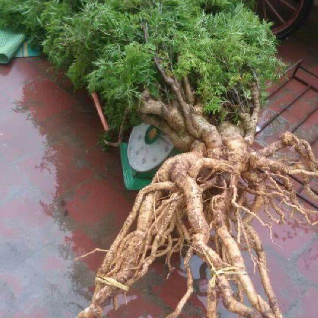 Rể đinh lăng nếp tươi 3kg- 4kg