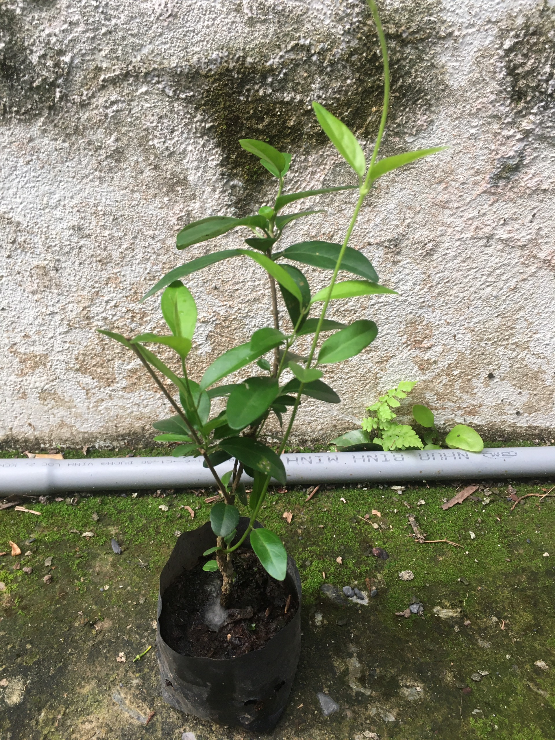 Dây  thìa canh (Cây giống)