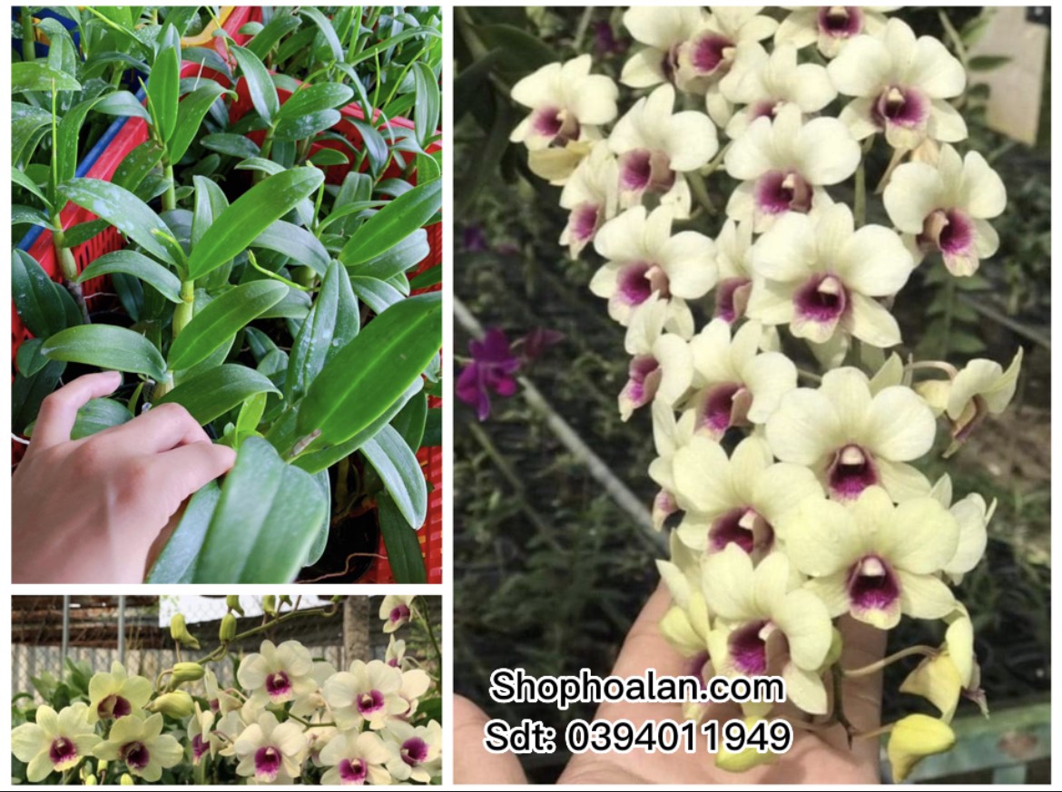 Denro đồng tiền vàng nhú nụ hoa tết 2023