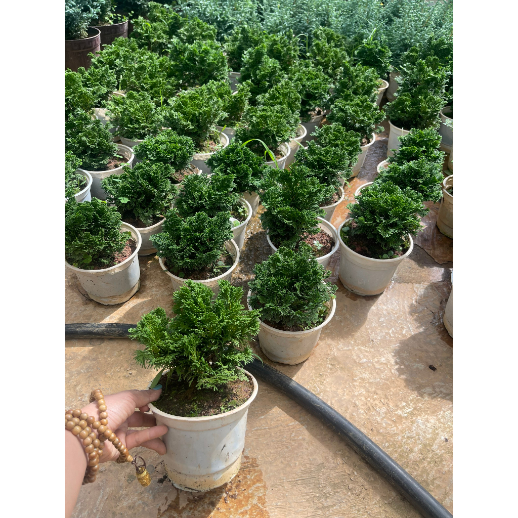 Cây giống tùng trắc - trắc tùng, trắc xoắn
