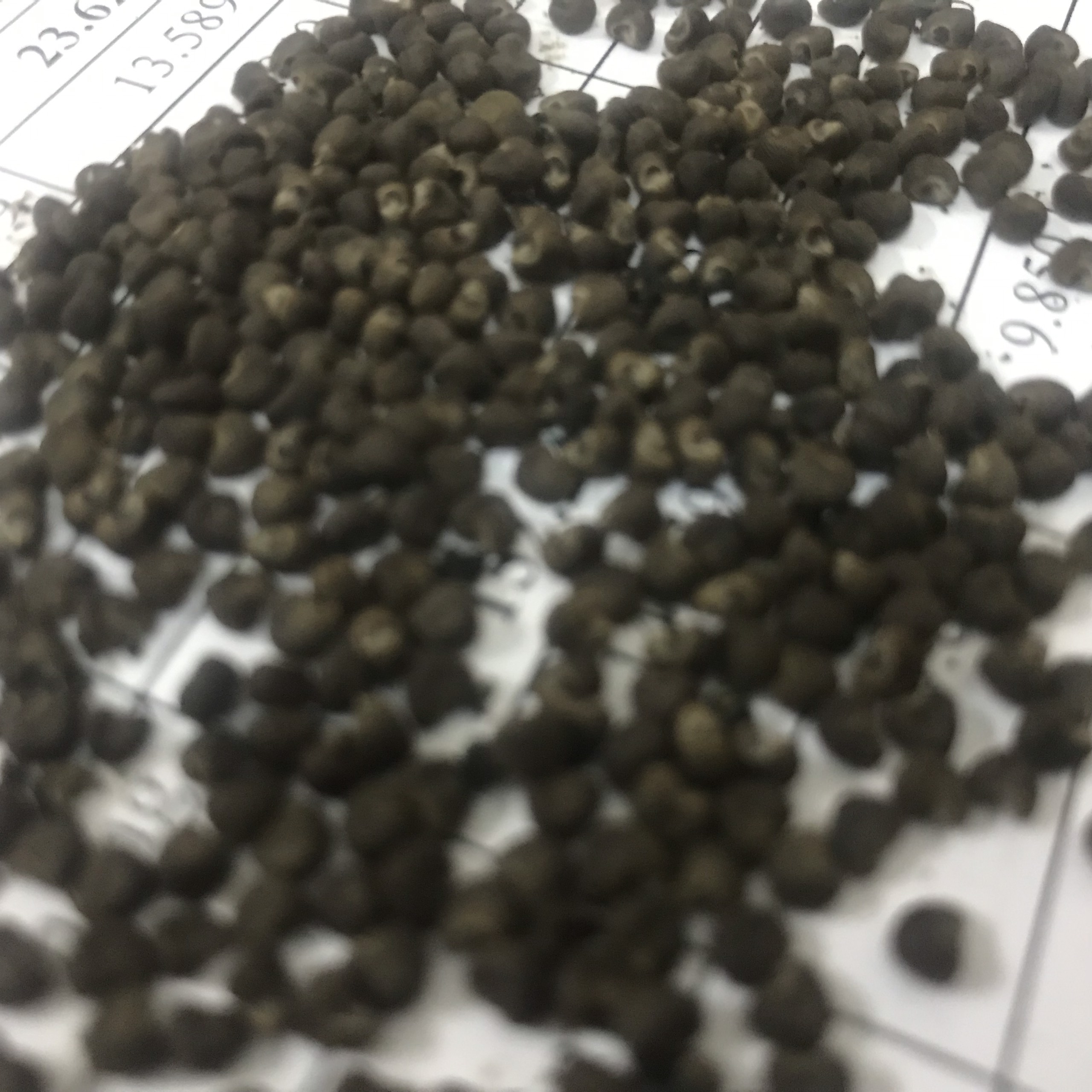 Hạt giống Sâm Bố Chính (Dễ trồng chậu, Hoa đẹp, Nhiều công dụng)