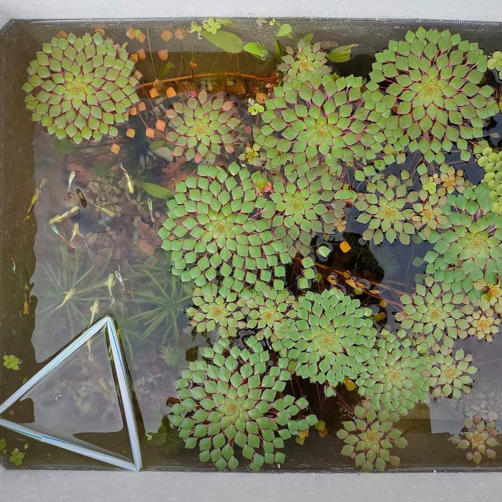 Ấu Thái Thủy Sinh - đẹp tuyệt vời khi trồng vào hồ cá ngoài trời