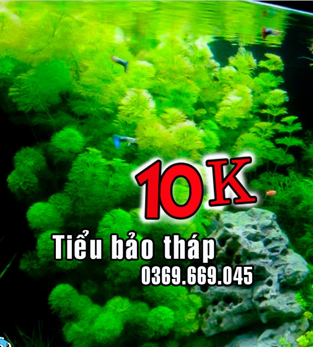 Tiểu Bảo Tháp cây thủy sinh lọc nước cho cá cảnh