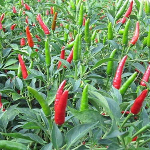 Hạt Giống Ớt Siêu Cay. Bộ 2 Túi, Mỗi Túi 10 Hạt Chất Lượng Cao.