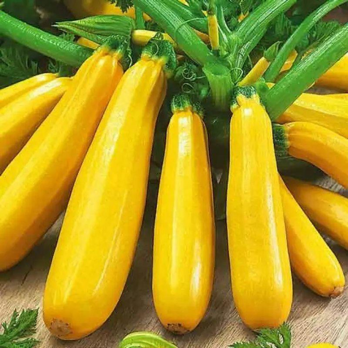 Hạt giống bí ngòi vàng rado 337 rạng đông gói 1gram