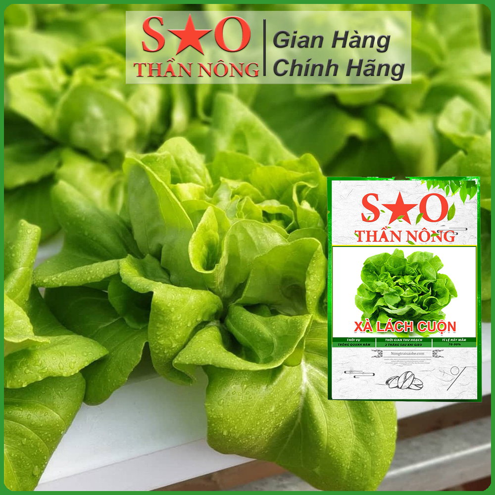 Hạt giống Xà lách cuộn ngon giòn nhanh thu hoạch - Hạt giống rau ăn lá Sao Thần Nông