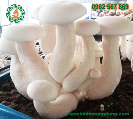 Phôi nấm hoàng đế - Phôi nấm sữa -  Phôi nấm Milky