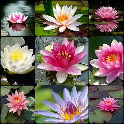 Gói 5 hạt giống hoa Súng mini nhiều màu- dễ trồng