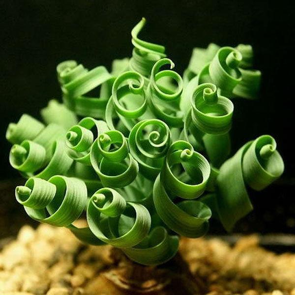 - Hạt giống cỏ xoắn ốc giá rẻ