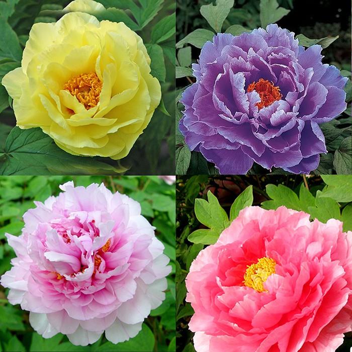 Hot-selling household goods Củ hoa mẫu đơn cánh kép nhiều màu củ cây hoa mẫu đơn đã nảy nhiều mầm