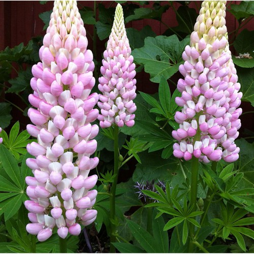 100 hạt giống hoa đậu lupin