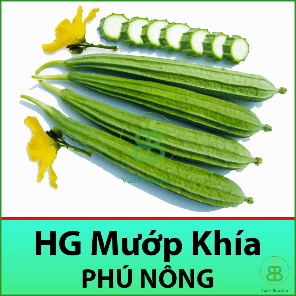 Hạt Giống Mướp Khía 1Gr Dễ Trồng, Nhanh Thu Hoạch