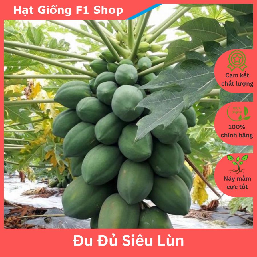 Hạt giống đu đủ siêu lùn thái lan trồng chậu sai trái