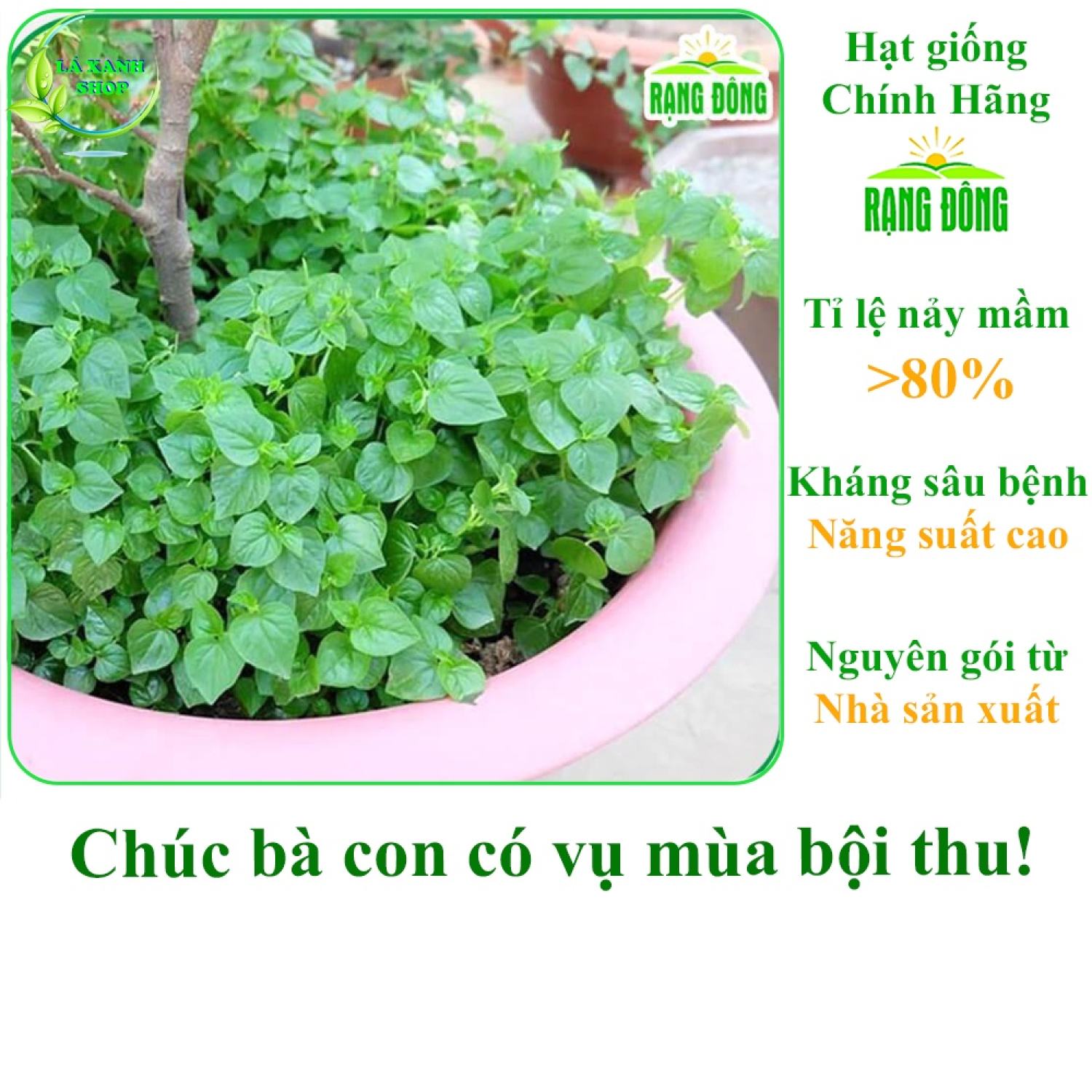 Hạt giống rau càng cua dễ trồng, sinh trưởng tốt - hạt giống rạng đông