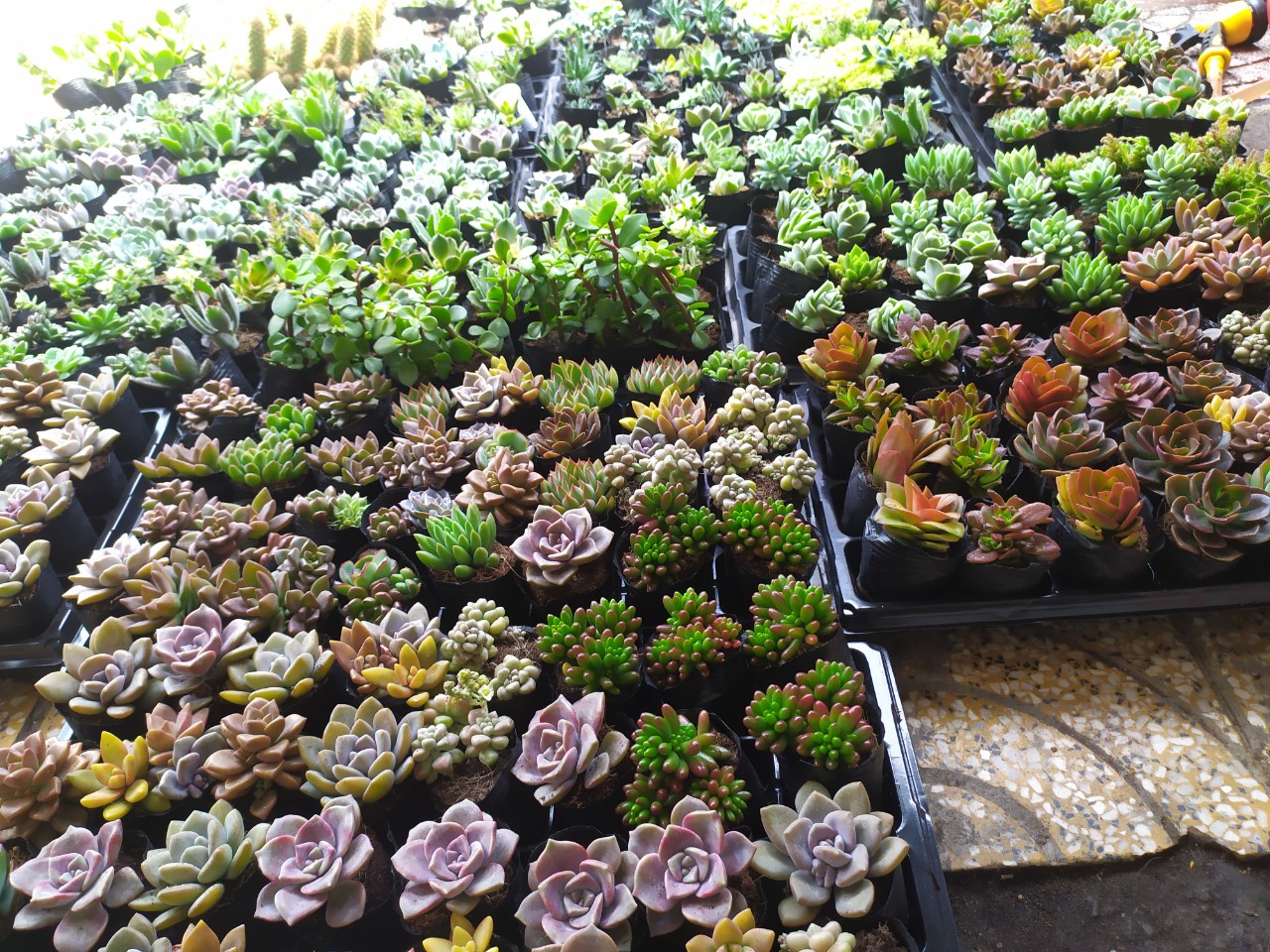 Combo 10 sen đá đẹp giống mới to 5cm