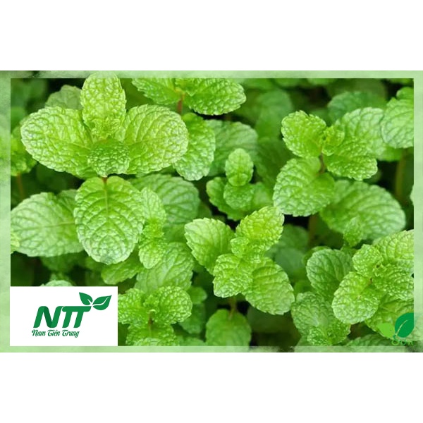 Hạt giống rau Húng Lũi TN