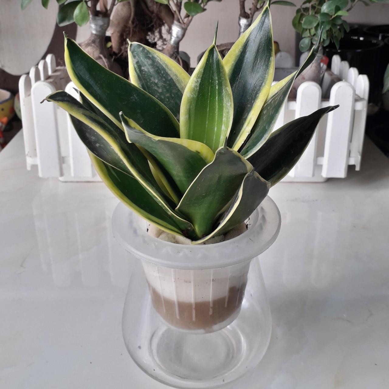Cây lưỡi hổ thái thủy sinh