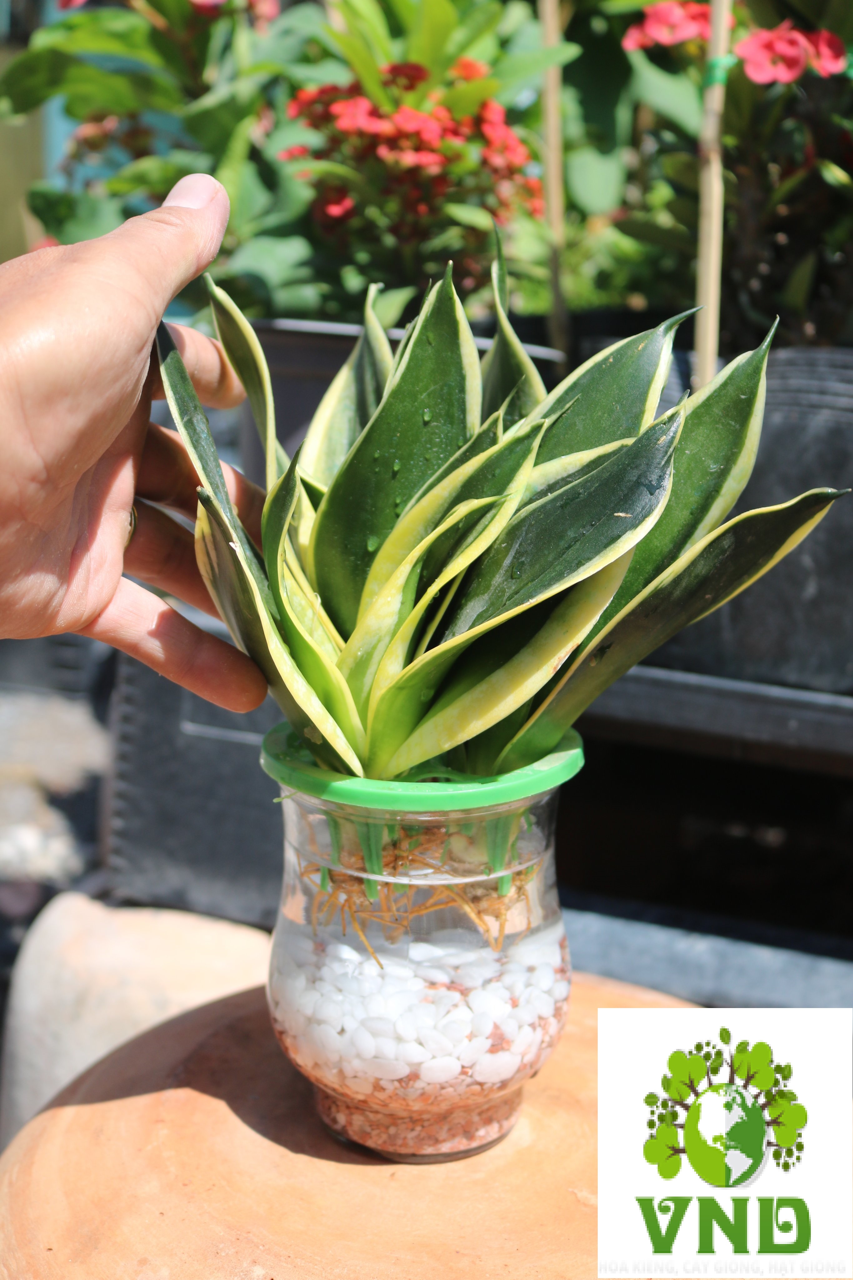 Cây lưỡi hổ thái thuỷ canh