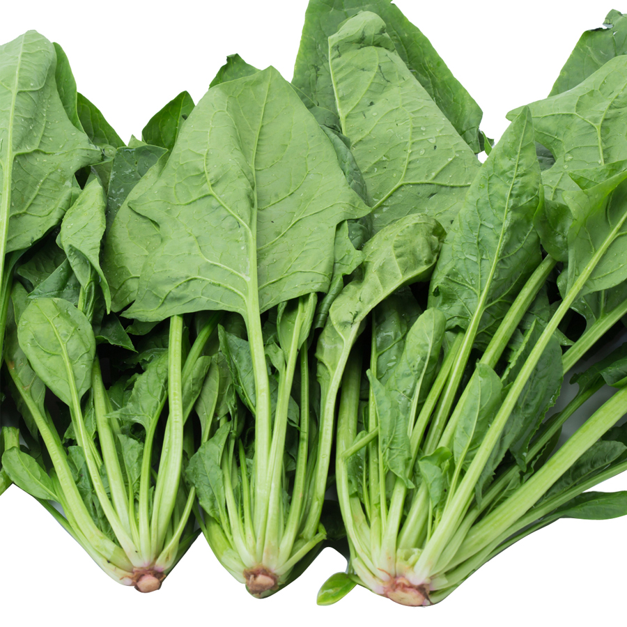 Hạt giống cải bó xôi - rau chân vịt PSV32 | Phởms Market