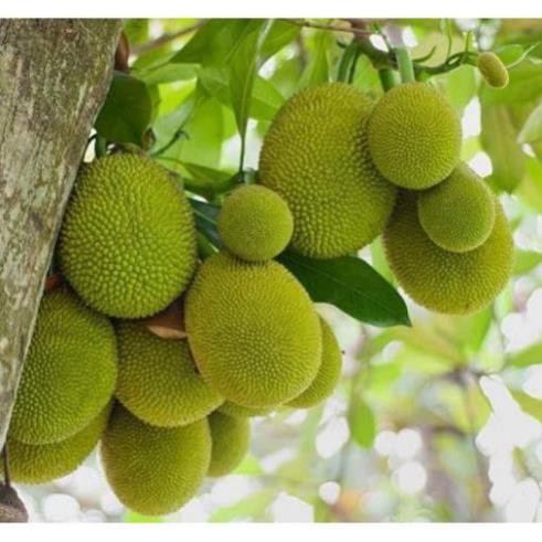 Cây giống mít tứ quý da xanh siêu quả siêu ngọt.cam kết giống chuẩn, bảo hành chuẩn f1