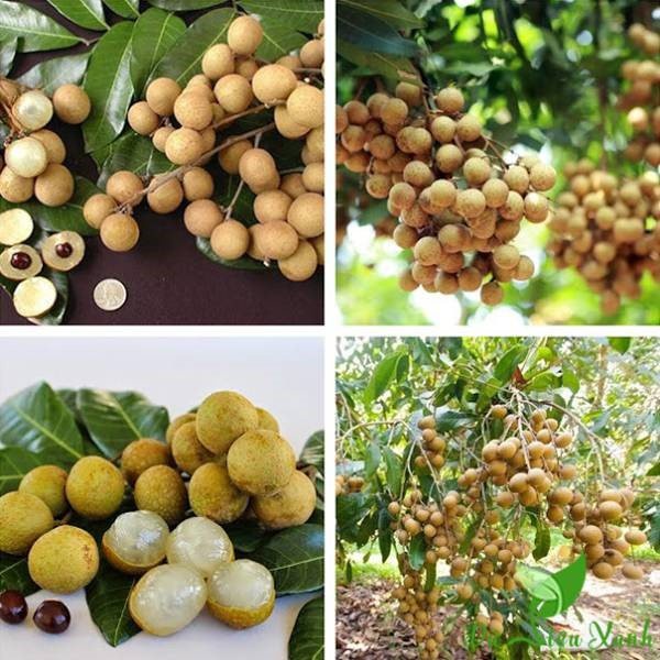 Cây giống nhãn tiêu da bò 7 tô