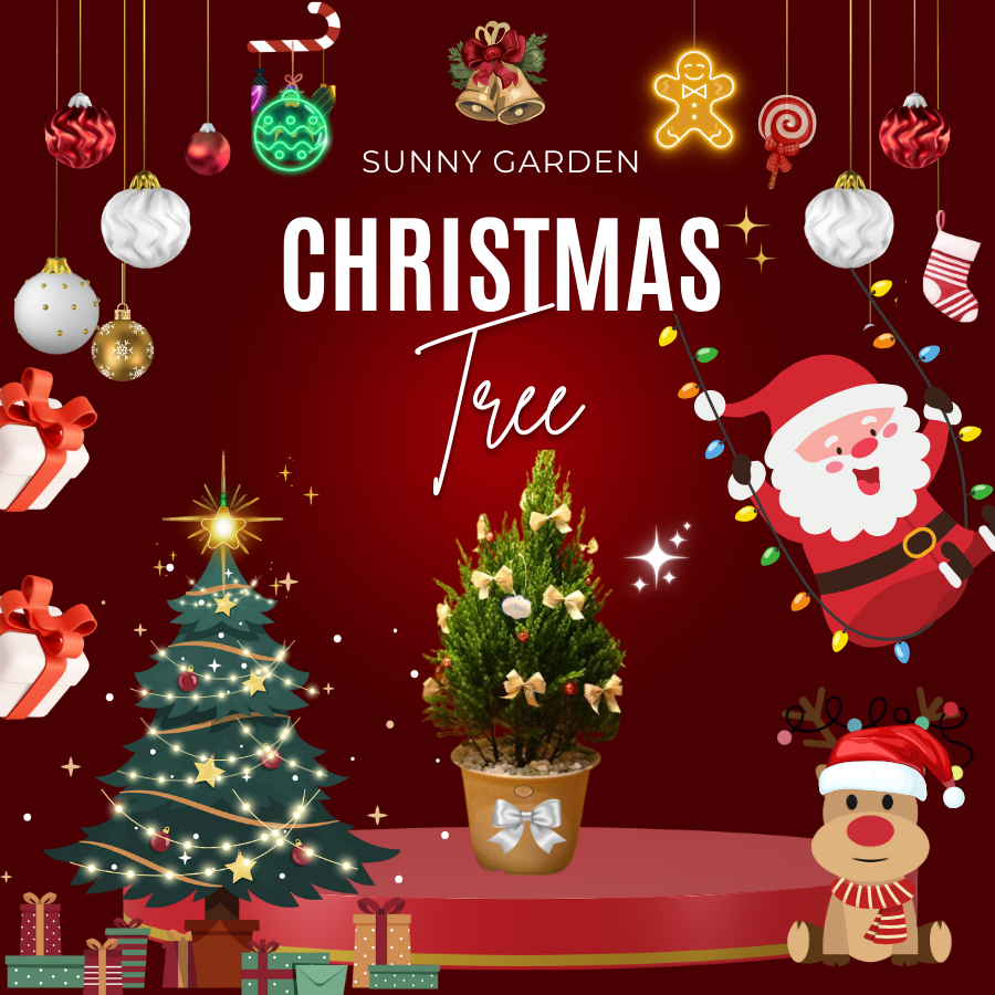 Cây Sơn Tùng, Cây Trang Trí Giáng Sinh, Cây Thông Noel  Cao 1Met