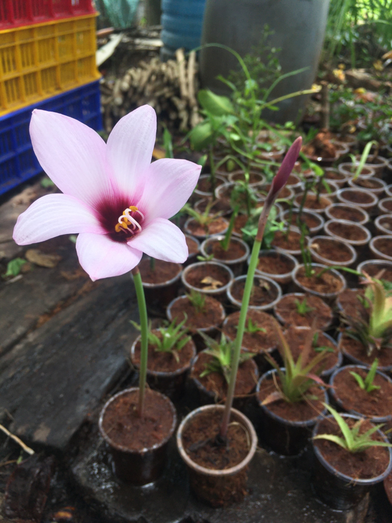 1 củ huệ tím đã ươm ra rễ sẵn, về chỉ sang ra chậu lớn thôi, bao sống. Tặng 50gram phân npk 20-20-15.