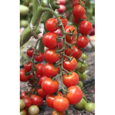 Hạt giống Cà Chua Cherry Đỏ