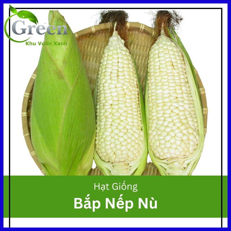 Hạt giống bắp nếp nù op