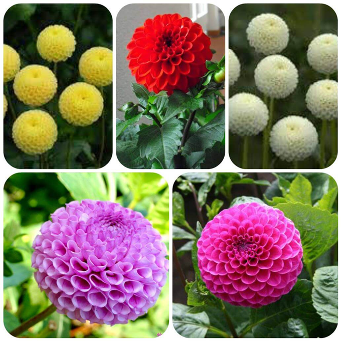 Hạt giống hoa Thược dược kép