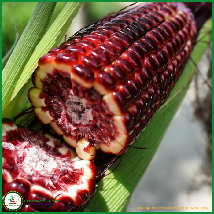 Hạt giống Bắp nữ hoàng đỏ - 50 hạt, hiệu Nova chất lượng, nảy mầm cao