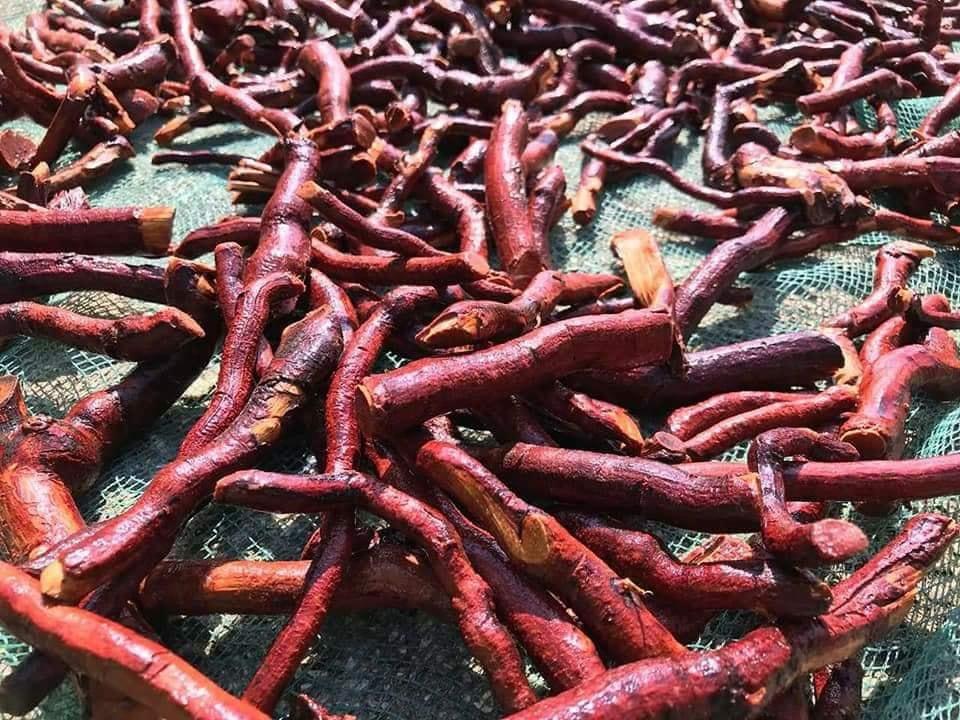 1kg rể cây mú từn - ngưởi ngủ củ thức