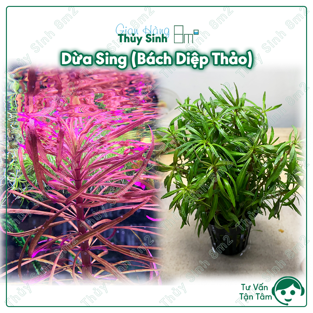 Cây dừa sing , cây thủy sinh hậu cảnh, cắt cắm | 8m2
