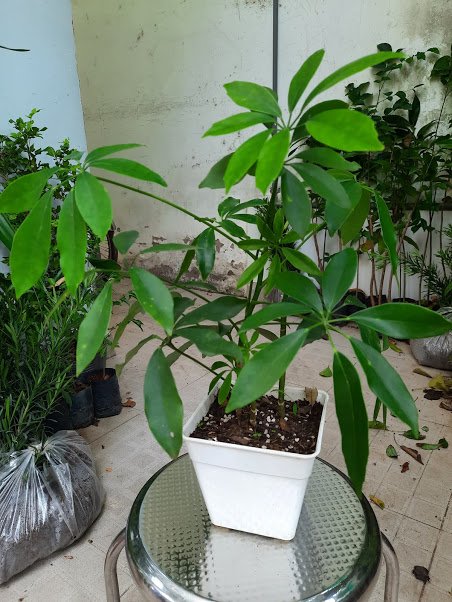 Cây ngũ gia bì - để bàn, chậu nhựa