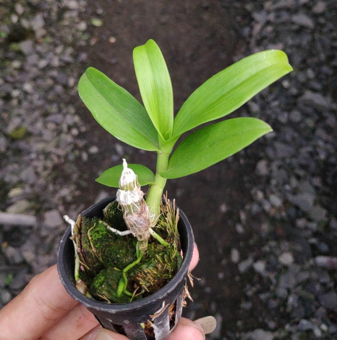 Lan Trầm Rồng đỏ - cây con Mầm gốc năm 2