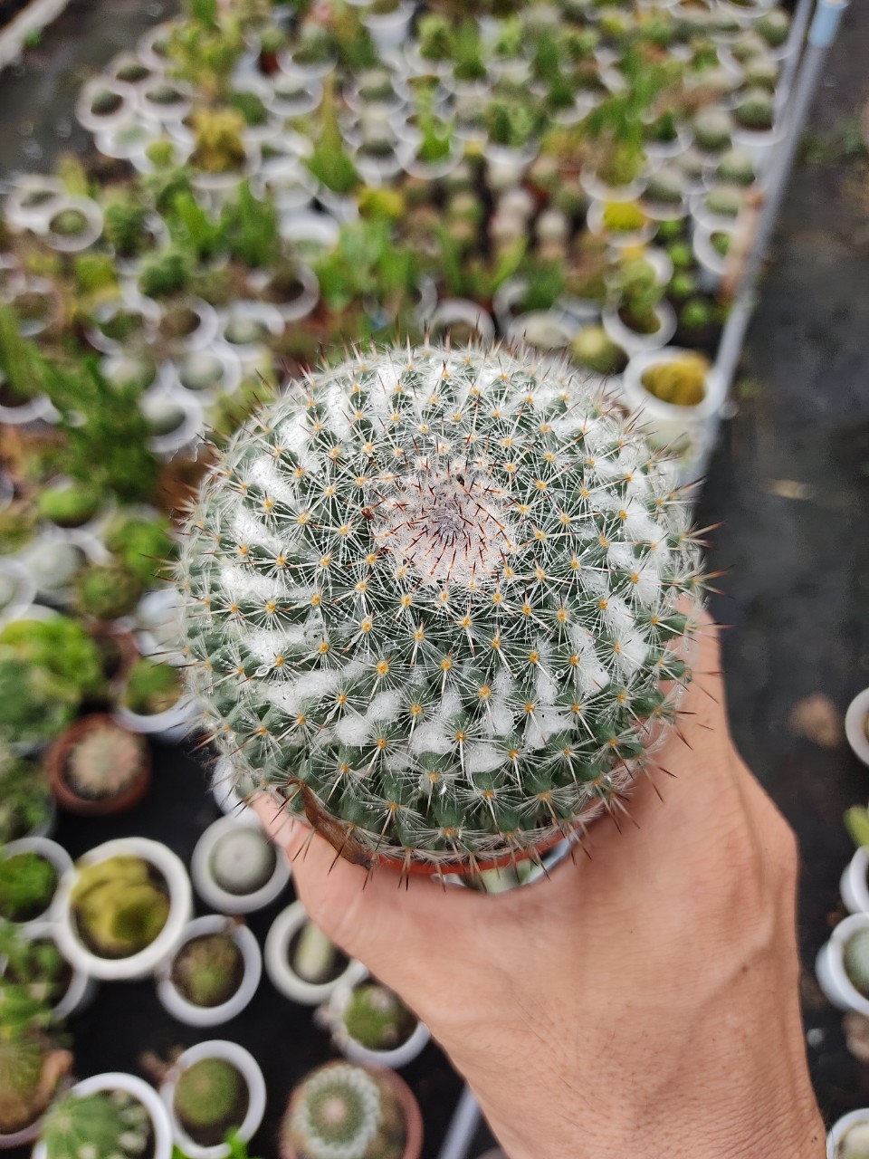 Xương rồng bánh sinh nhật