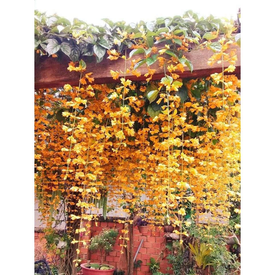 Chậu Hoa Leo Lan Hoàng Dương Hay Leo Chuỗi Ngọc
